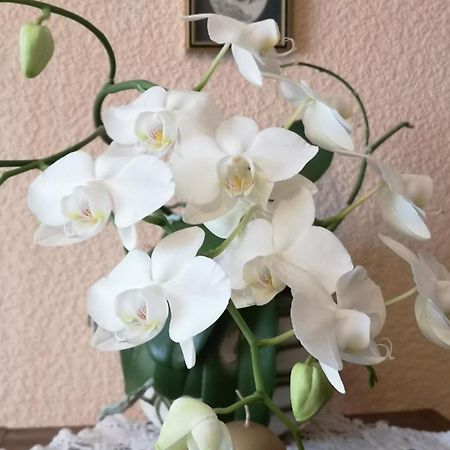 Dvinumajas Vintage B&B Balvi Zewnętrze zdjęcie