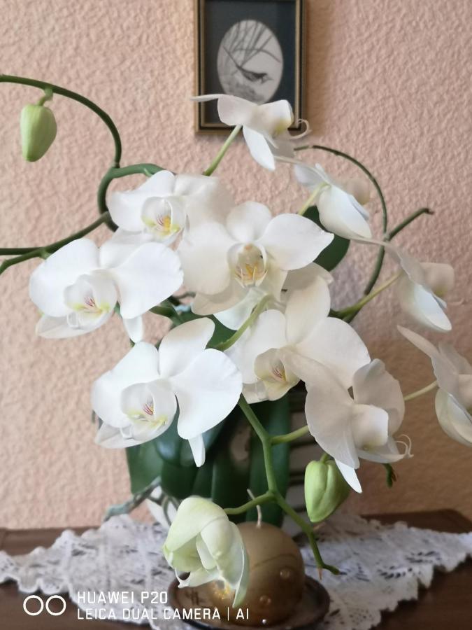 Dvinumajas Vintage B&B Balvi Zewnętrze zdjęcie