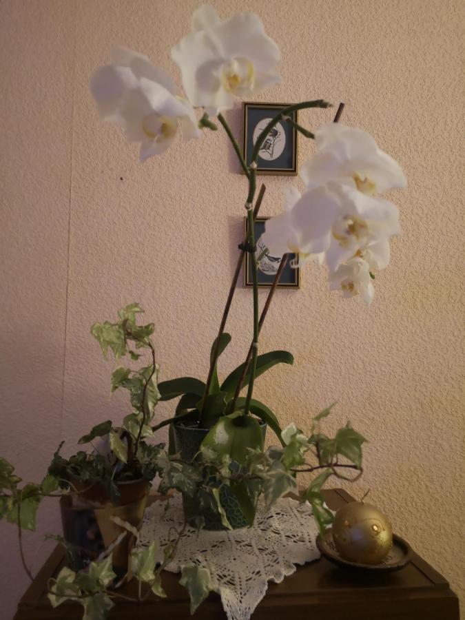Dvinumajas Vintage B&B Balvi Zewnętrze zdjęcie