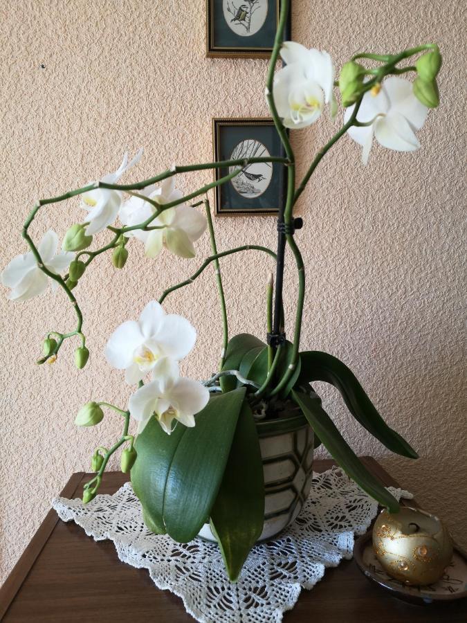 Dvinumajas Vintage B&B Balvi Zewnętrze zdjęcie
